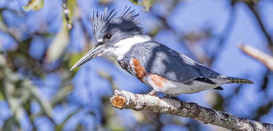 A belted kingfisher perches on a tree branch against a blue sky.