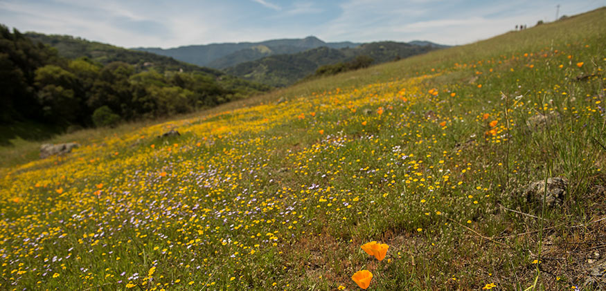 Wildflowers speck a slanted hillside.