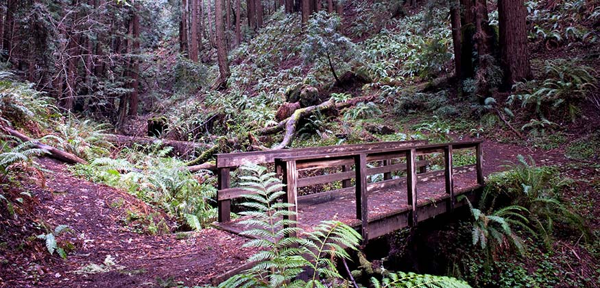 A wooden bridge creates a path over the creek.