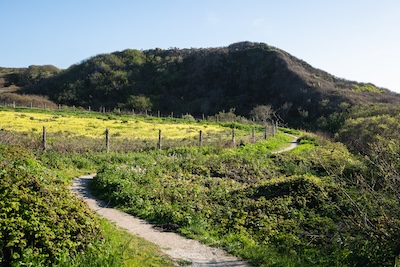 A winding dirt path cuts through lush greenery and leads toward a hill covered in dense shrubs and bushes. A field of bright yellow wildflowers is partially enclosed by a rustic wooden fence, adding a splash of color to the landscape. The sky is clear and blue